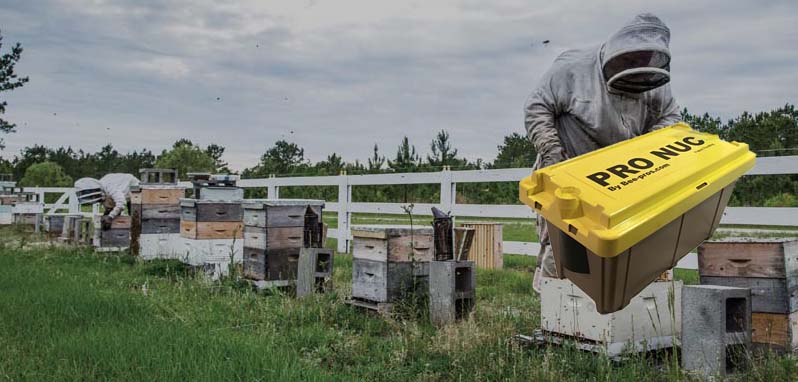 Mass Transit For Your Bees